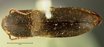 Media type: image;   Entomology 2362 Aspect: habitus dorsal view